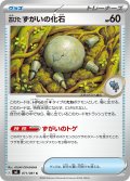 古びたずがいの化石[PKM_M5_071/081_C]※商品説明必読※