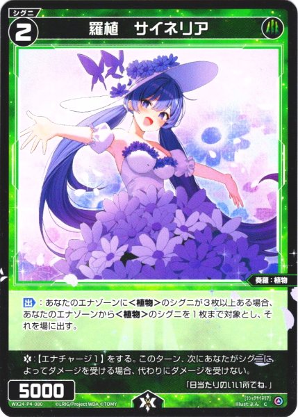 画像1: 羅植　サイネリア[WX24-P4-080_C] (1)